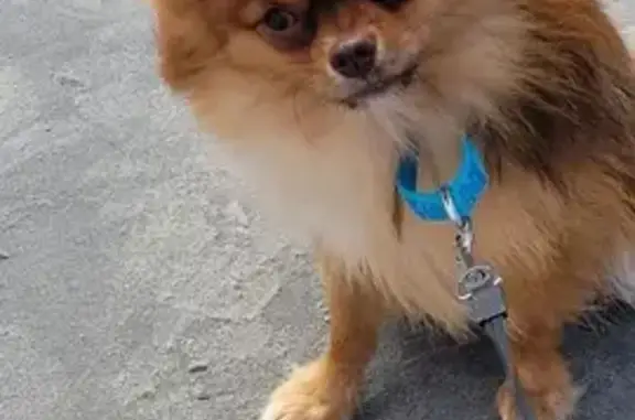 Lost Brown Pomeranian in Philly!