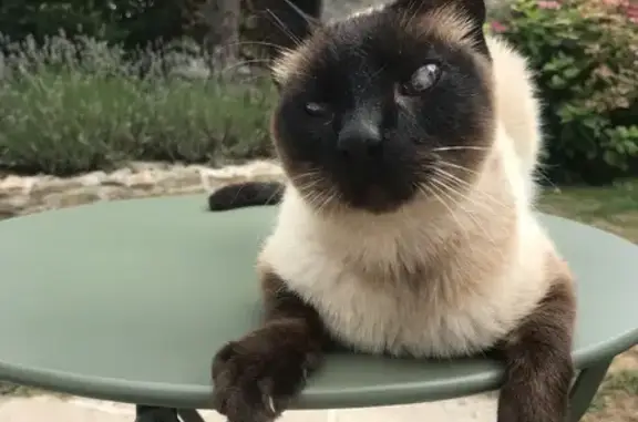 Animaux perdus , photo: Chat disparu Garçon (fl539229)