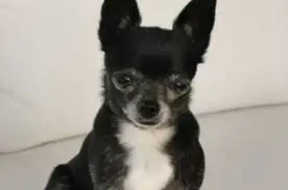Chien disparu Fille (fl539235) - photo