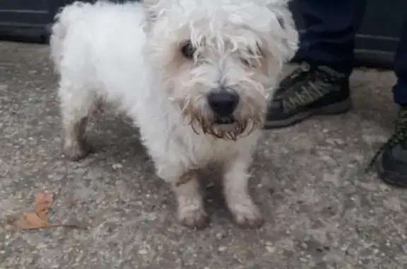Chien trouvé Garçon, Montpezat-de-Quercy (ff539236) - photo