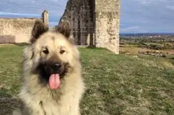 Chien perdu Carmaux, photo : Chien disparu Fille, Carmaux (fl539239)