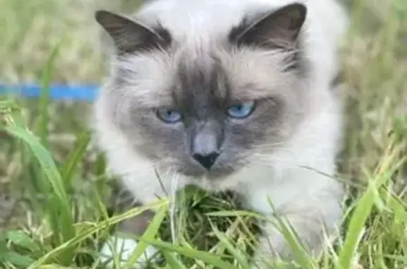 Chat disparu Garçon (fl539241) - photo