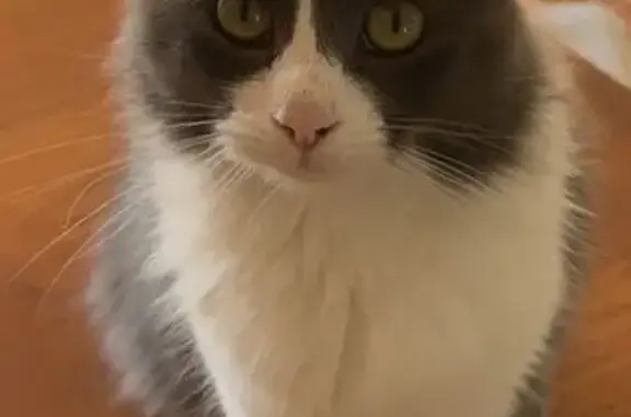 Chat disparu Fille, Mérindol (fl539242) - photo