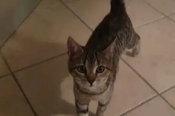 Chat trouvé Publier, photo: Chat trouvé Fille, Publier (ff539245)