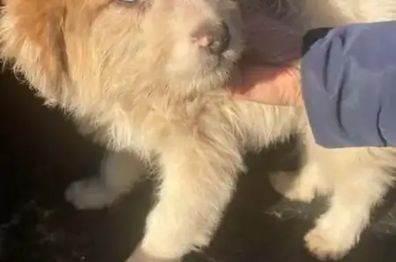 Chien trouvé Garçon (ff539247) - photo