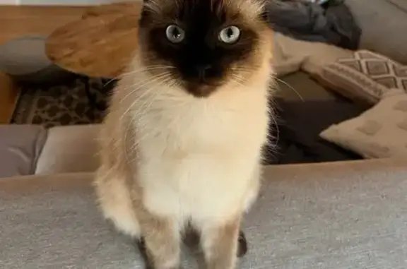 Chat perdu, , photo: Chat disparu Garçon (fl539248)