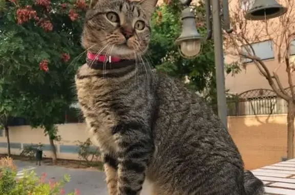 Gatos perdidos, , foto: ¡Gatita Gris Perdida en Aldaya!