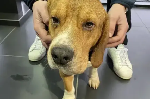 Chien trouvé Niort, photo: Beagle mâle trouvé à Niort, tatouage illisible