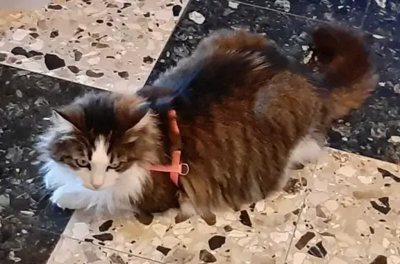 Chat perdu, , photo: Chat Perdu à Rouilly : Aidez-nous à Retrouver Speedie