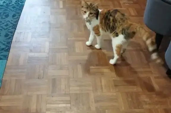 Chat trouvé Ris-Orangis, photo: Chat tricolore avec collier trouvé à Ris-Orangis