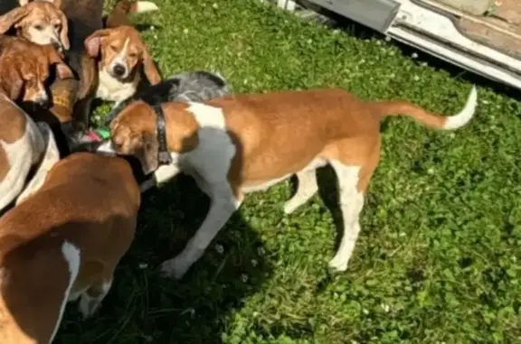 Chien perdu , photo : Chien de chasse perdu à Fercé