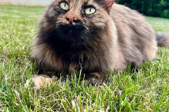Animaux perdus Nouvelle-Aquitaine, photo: Chat écaille perdu à Brûlain (79)