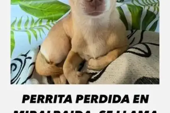 Se Busca: Chihuahua Canela Perdida en Córdoba