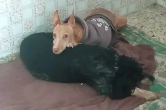 Perro Perdido: Podenco Enki en Zalamea