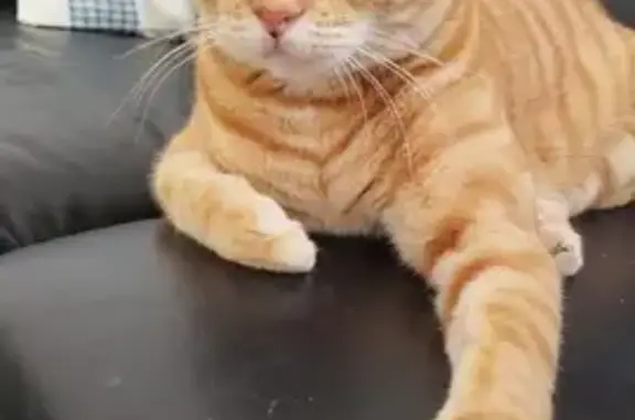 ¡Gato Amarillo Perdido en Alicante!