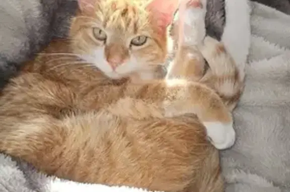 Chat roux et blanc perdu à La Voulte - photo