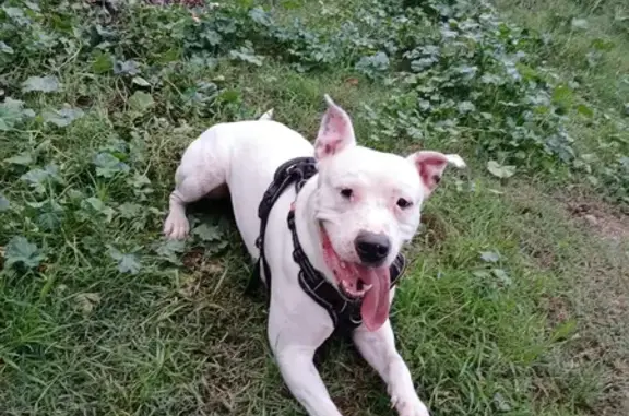 Urgente: Perro Stanford Blanco Perdido en Terrassa