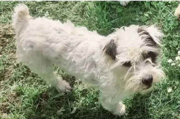 ¡Ayuda! Perrita perdida en Ribamontán