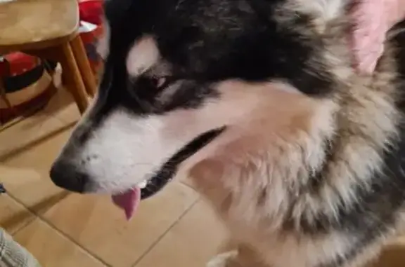 Chien trouvé Trédrez-Locquémeau, photo: Chien Malamute trouvé à Trédrez-Locquémeau