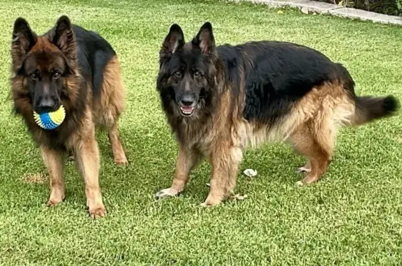 Lost: 2 Long-Haired German Shepherds