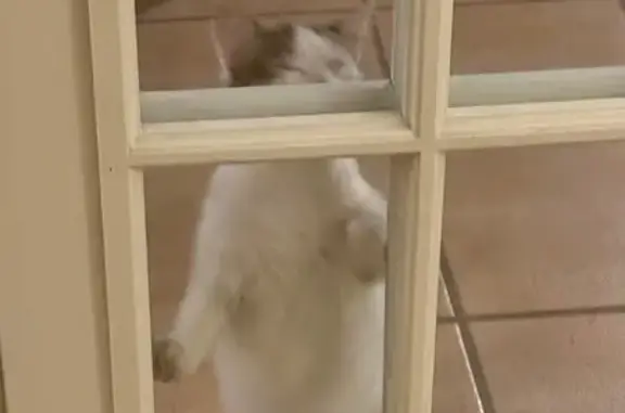 Chat trouvé Sarrians, photo: Jeune chatte blanche tachetée trouvée