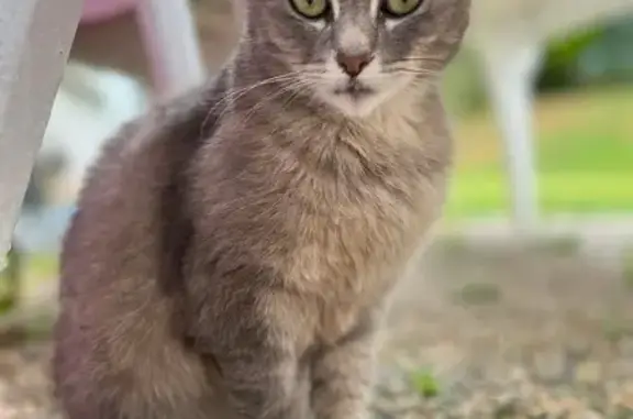 Chatte peureuse perdue à Saint-Vaury - photo