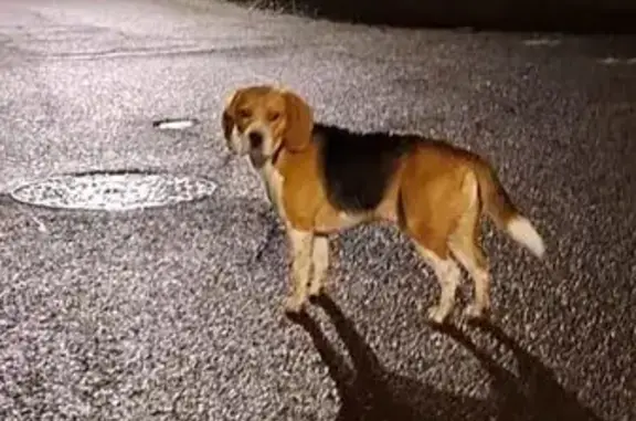 Animaux trouvés Hombourg-Haut, photo: Beagle errant Rue de la Paix, Hombourg-Haut