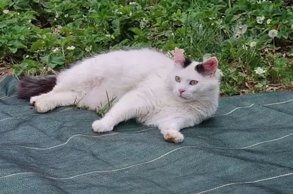 Chat perdu : mâle blanc, queue noire, craintif - photo