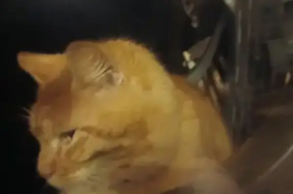 Chat trouvé avec collier rouge à Broons - photo