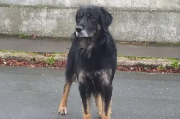 Chien noir et marron fuyant à Guitres - photo