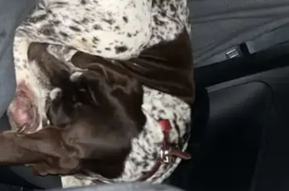 Chien trouvé Avesnelles, photo: Chien blessé trouvé à Avesnelles