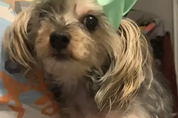 Lost Yorkie: Help Find Zoey in West Philly