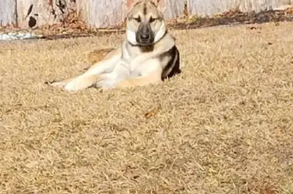 Lost: Shy German Shepherd-Coyote Mix