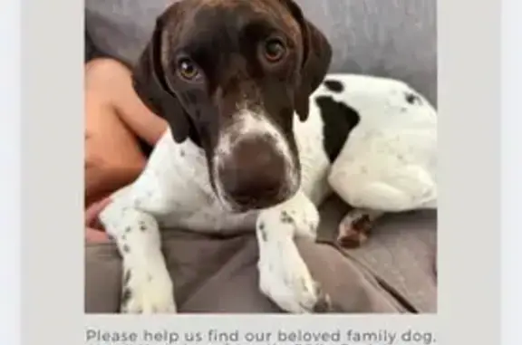 Lost: Friendly German Shorthair in Kailua