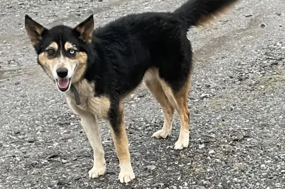 Lost Border Collie Husky on Red Top Rd