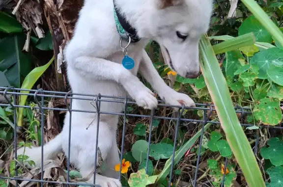 Missing: Timid White Husky in Foxground