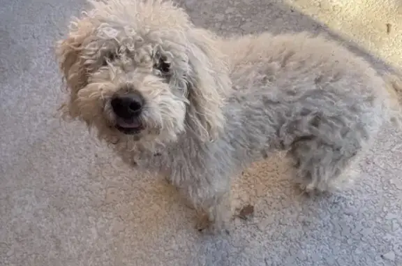 Found: Female Retriever/Poodle Mix in TX