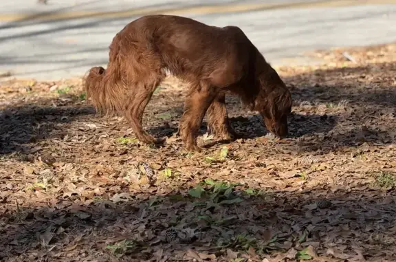 Found: Rust-Coated Retriever Mix, Midway