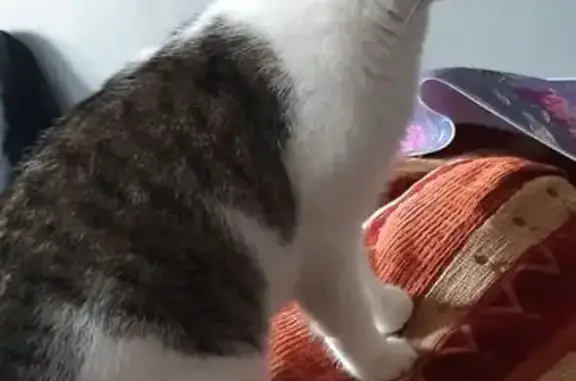 Animaux trouvés Parthenay, photo: Chatte blanche et tigrée trouvée à Parthenay