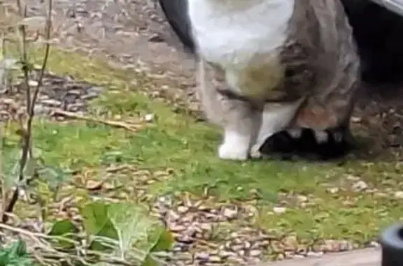 Chat dodu errant, Rue du Stade, Saint-Aubin - photo