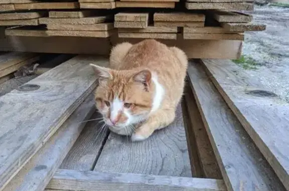 Chat câlin trouvé, cherche foyer aimant - photo