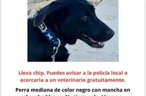 ¡Ayuda! Perra negra perdida en Palma