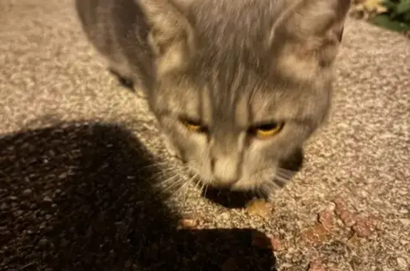 Jeune chat gris trouvé à Nice, craintif - photo