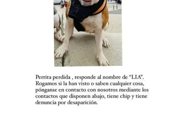 ¡Perro Perdido en l'Hospitalet: Lia, Ayuda!