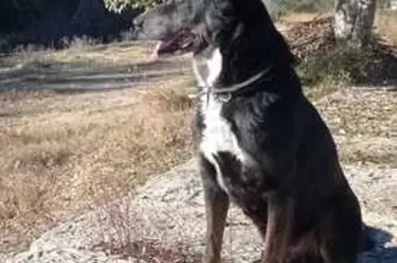 Perro Perdido: Pastor Belga Negro en Torrente