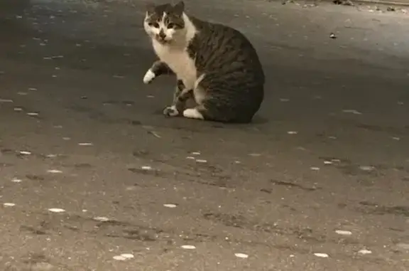 Animaux trouvés , photo: Chat mâle européen trouvé à Moncel-lès-Lunéville