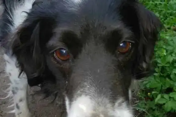 Chien perdu Bethoncourt, photo : Rex, chien perdu effrayé par des pétards