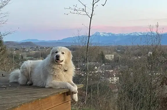 Grand chien blanc perdu à Bizanos - photo
