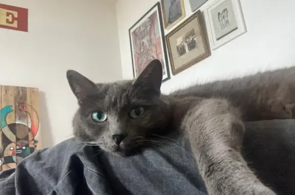 Chatte grise disparue, Route de la Voie Romaine - photo