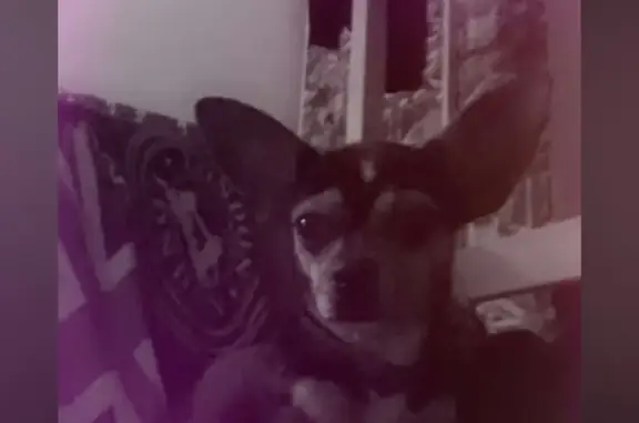 Chihuahua femelle perdue à Aubagne - photo